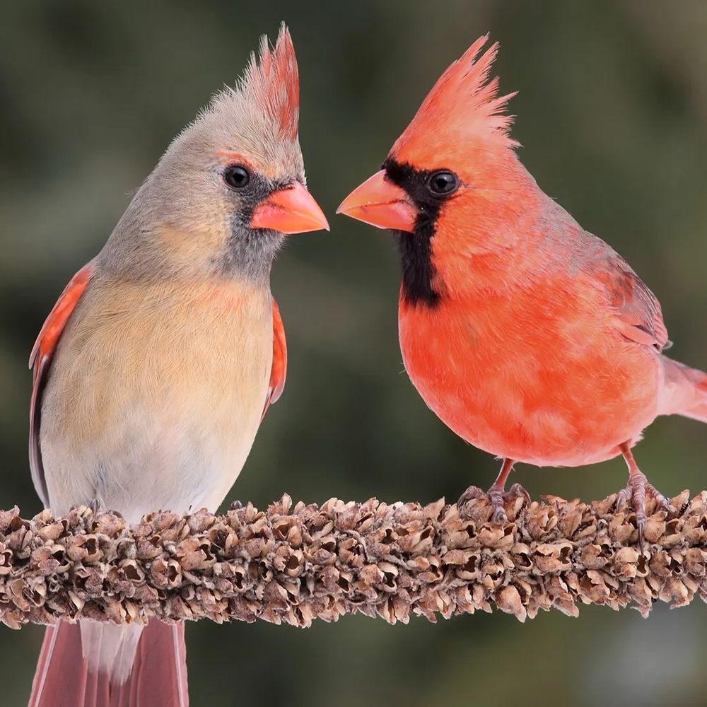 ViperTheBird