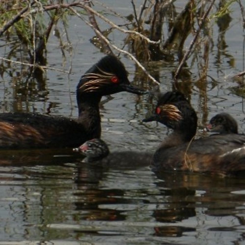 Laguna de Meco