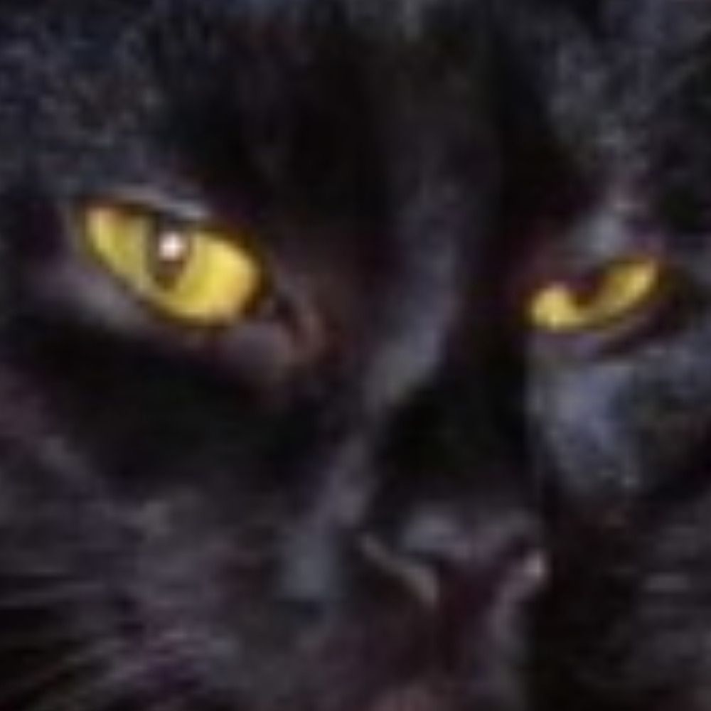 catwhisperer's avatar