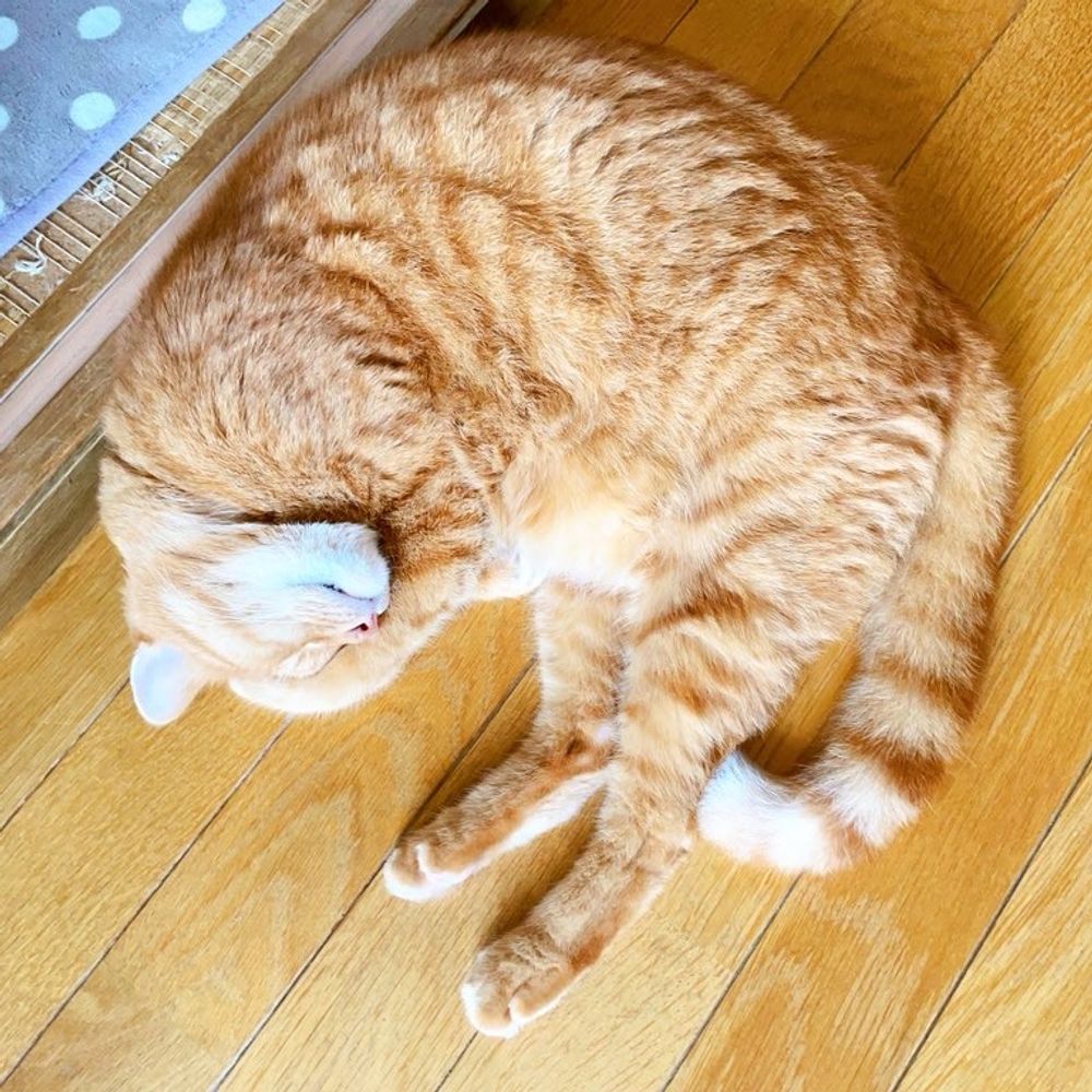 tomirissyu