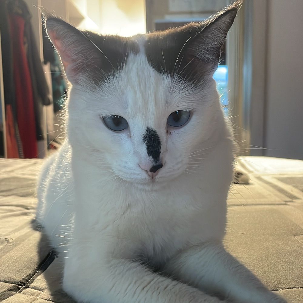 Gojoogato