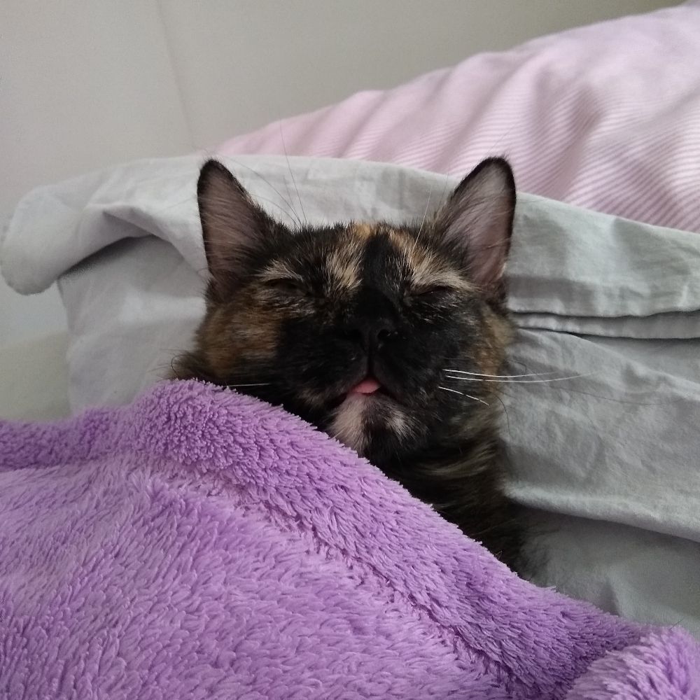 Bubasaurinha