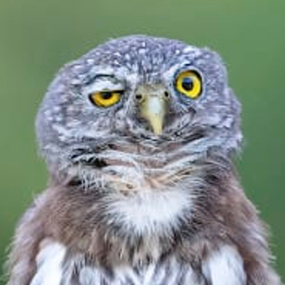 timboduck.bsky.social