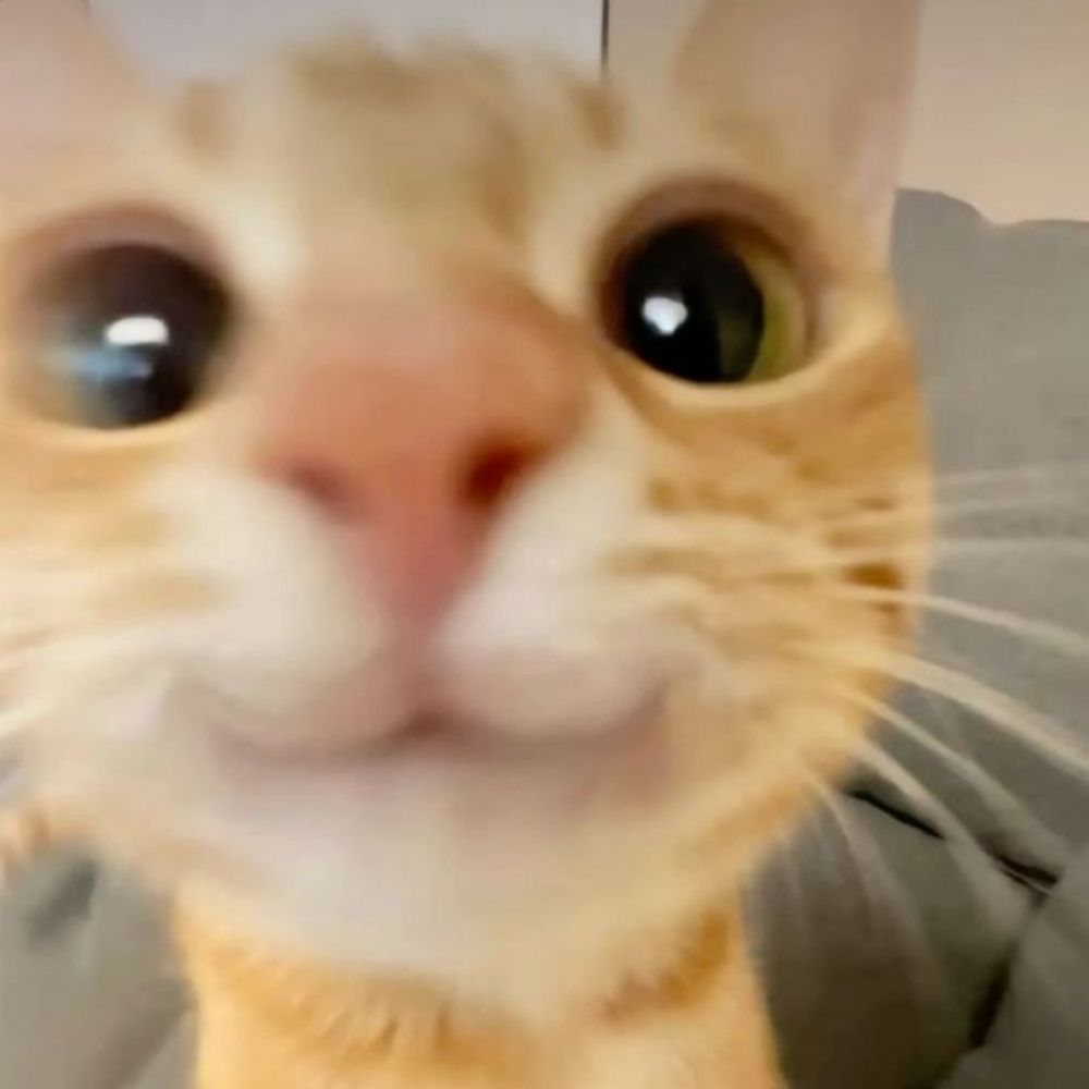 🥐🥚🐱