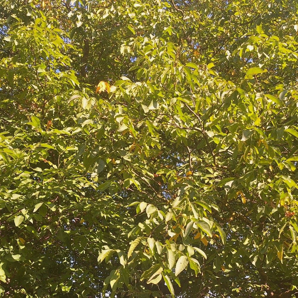 csongorb 🌱
