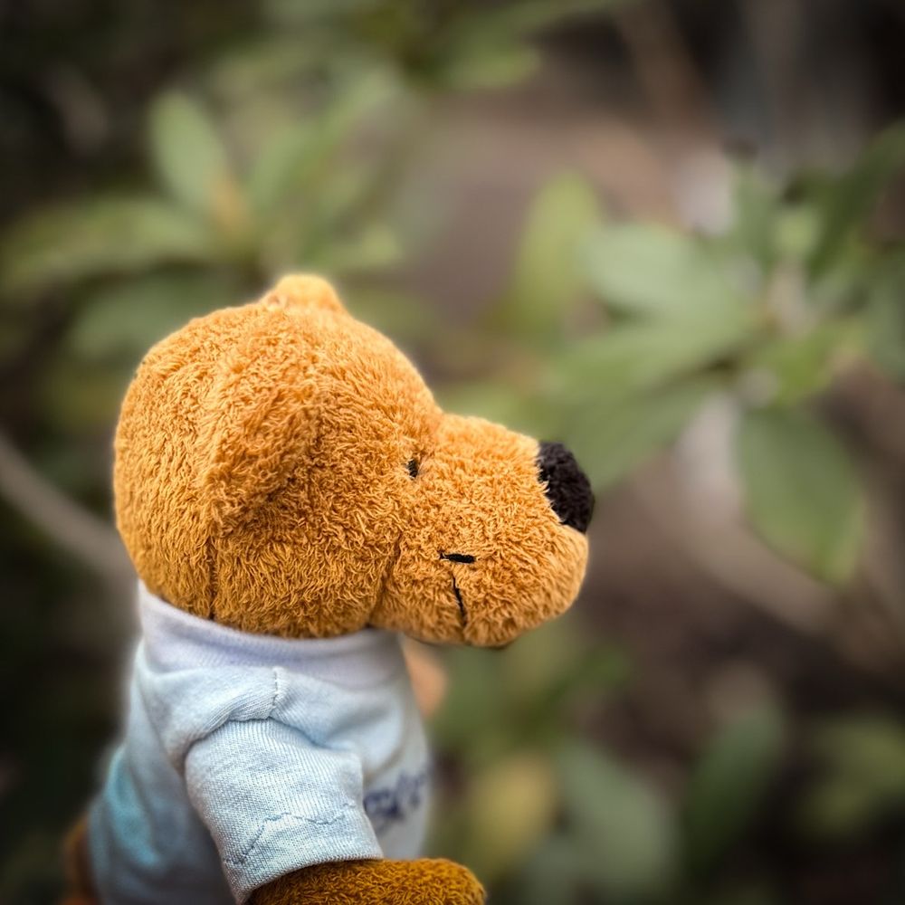 Herr Bär