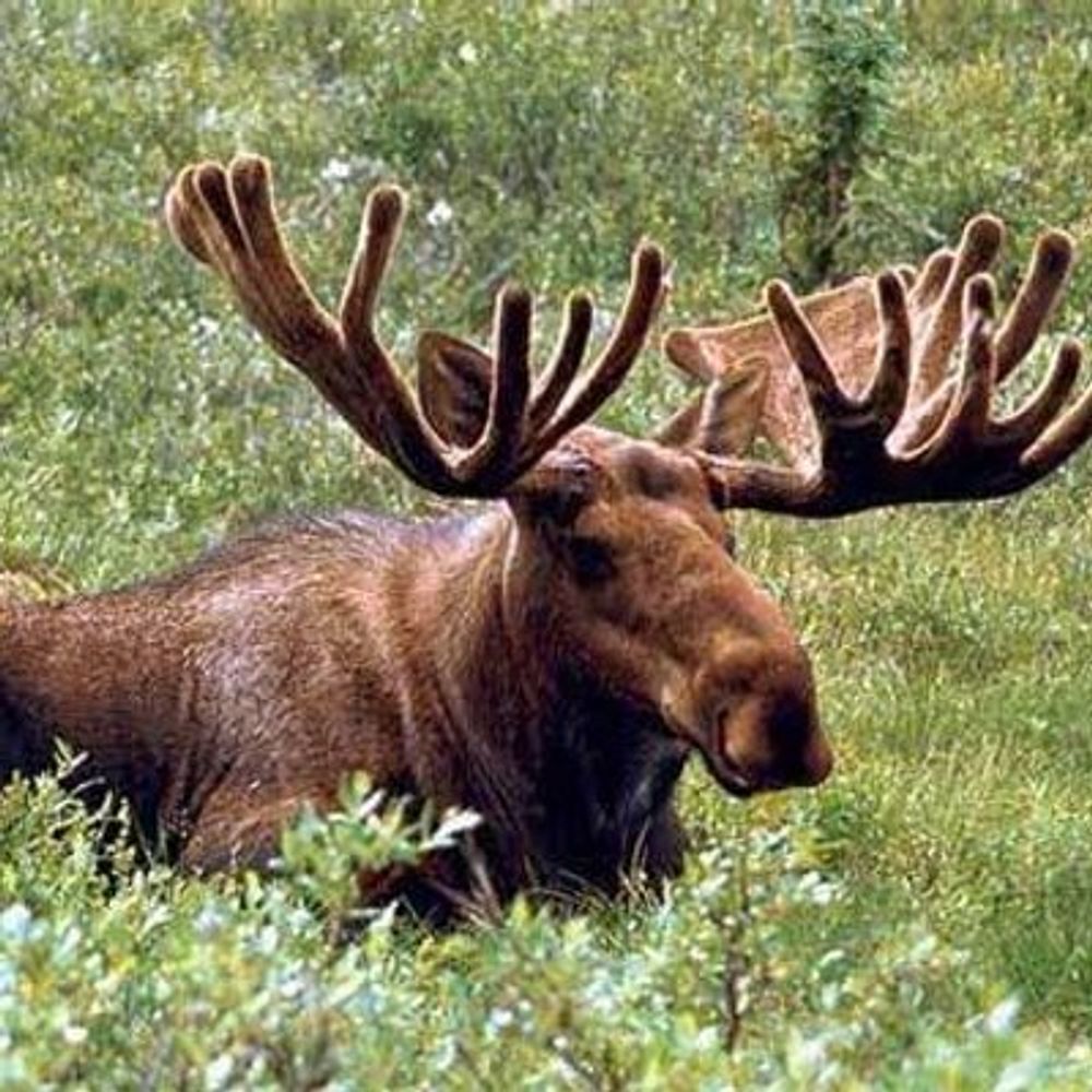 Travelling Moose