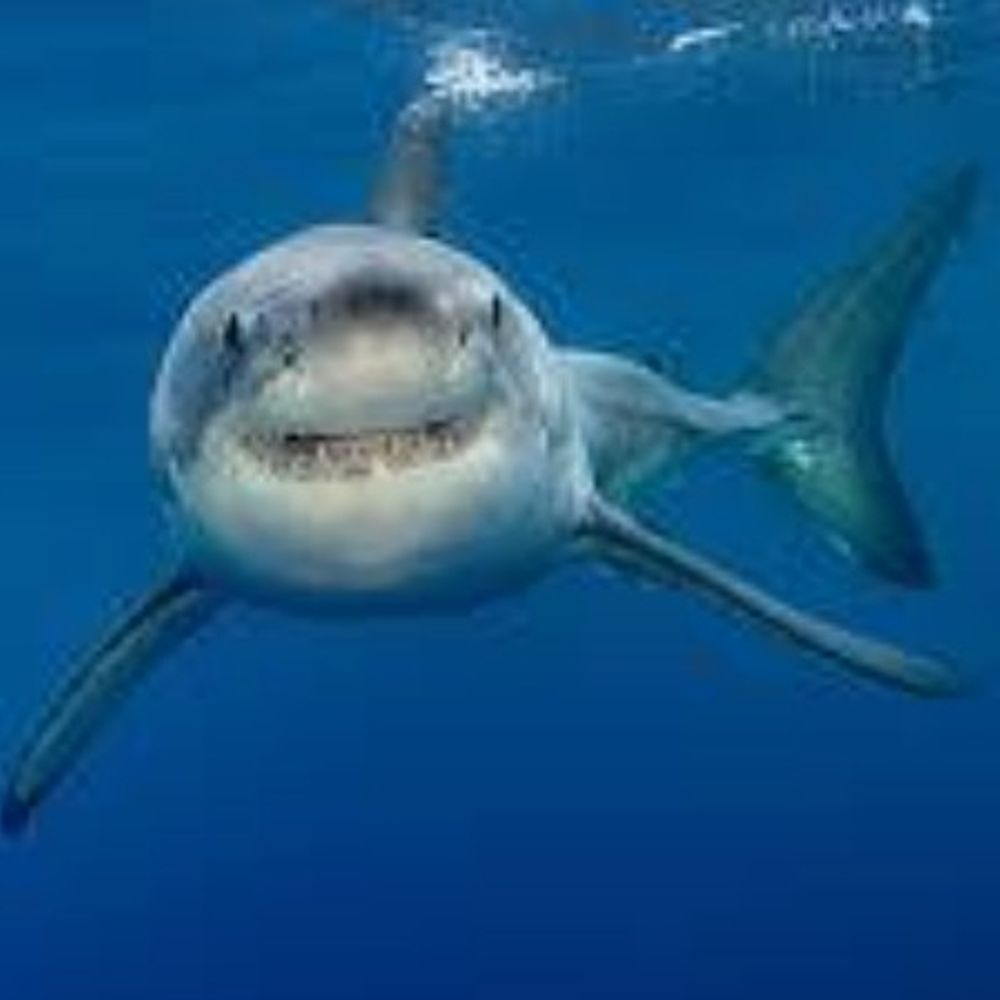 RandomShark64