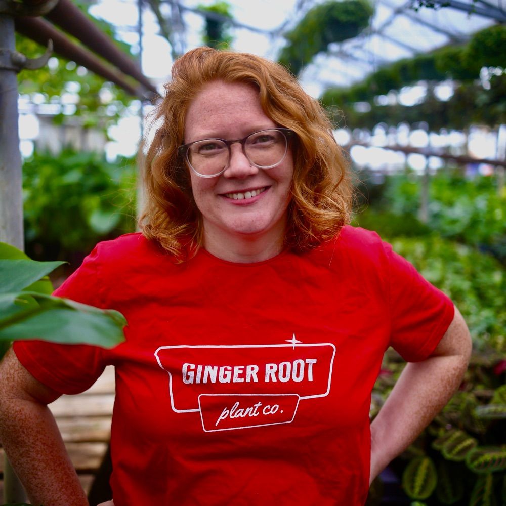 Ginger Root Plant Co