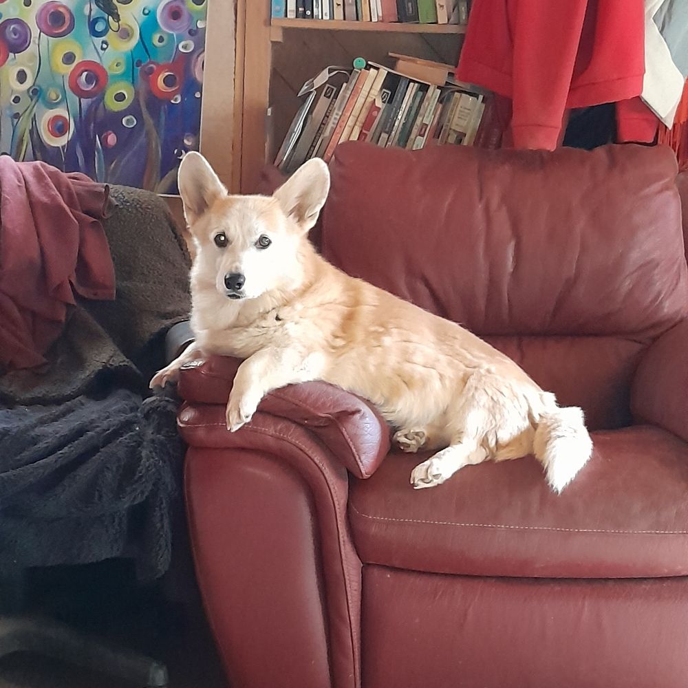 Les corgis de la vallée du possible