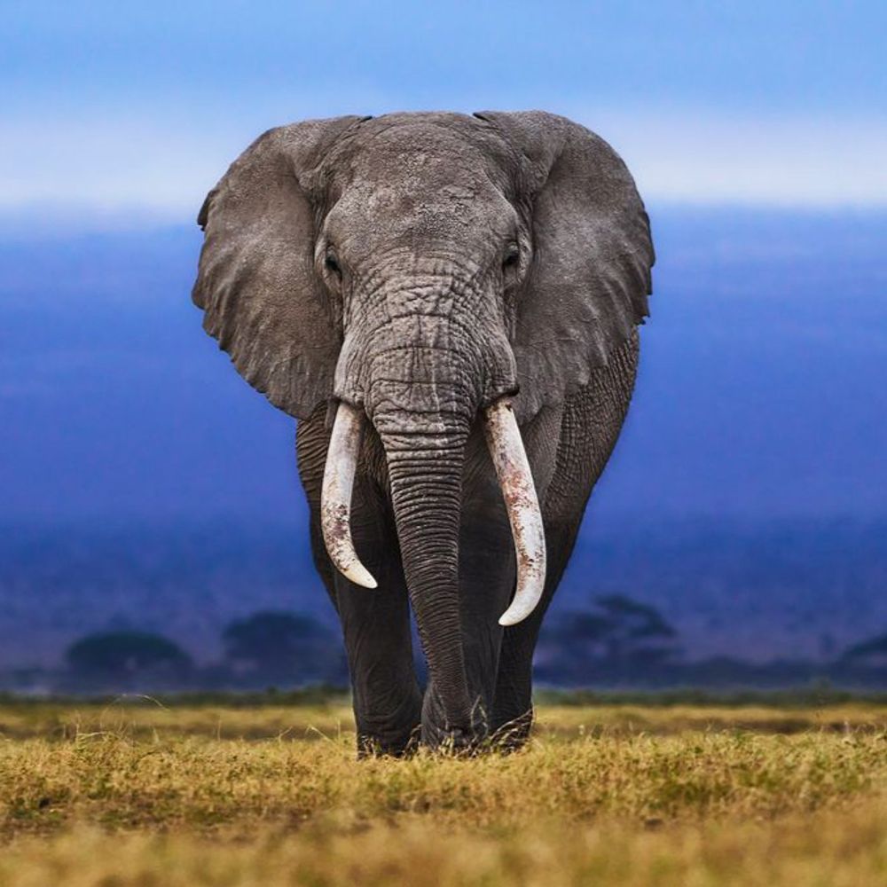 I’m Ellie The Elephant 🐘