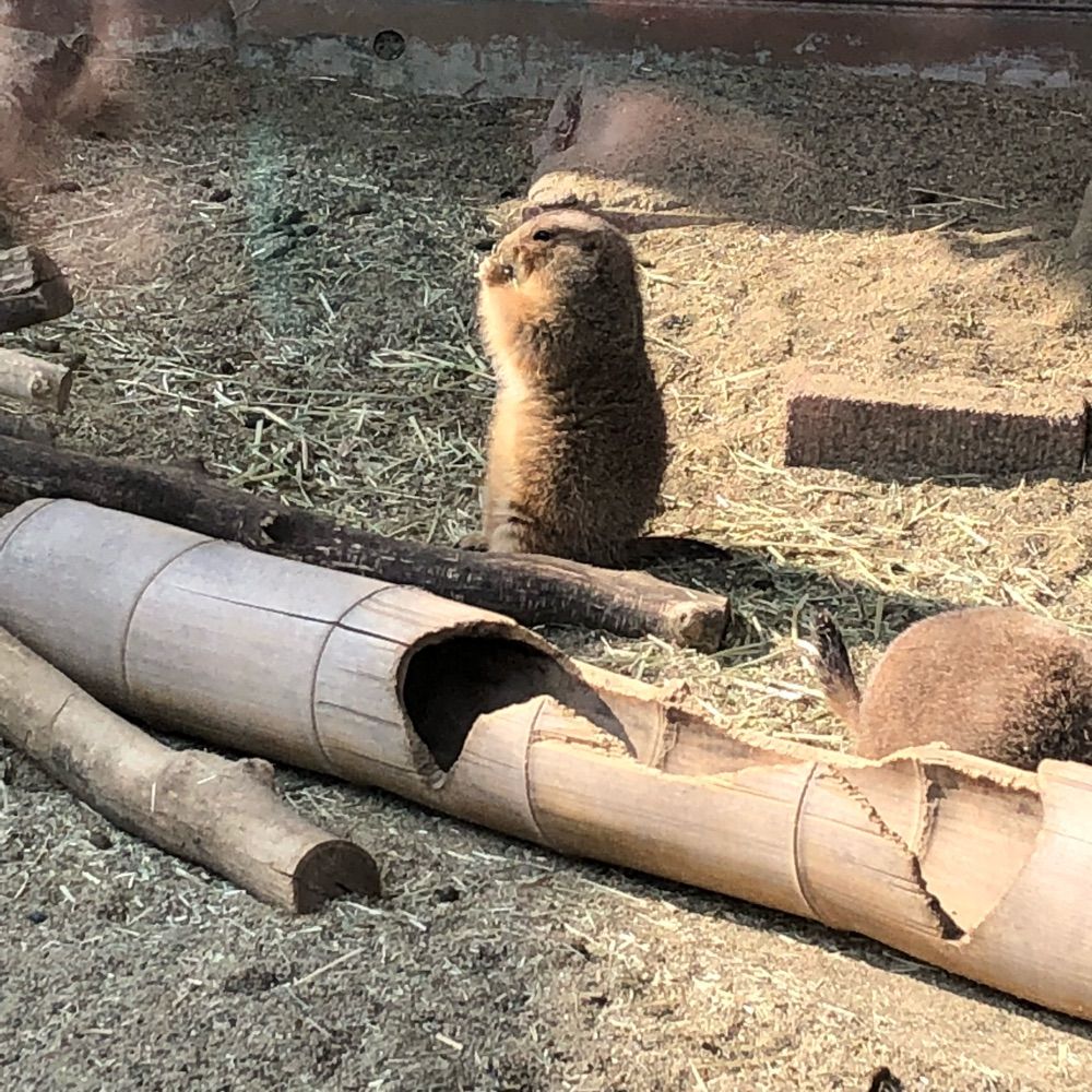 クナハシ