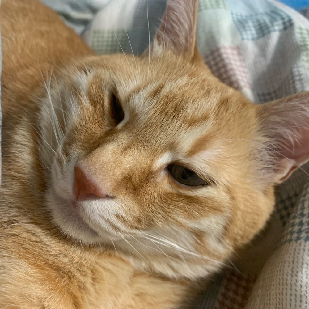 あずまのひざし