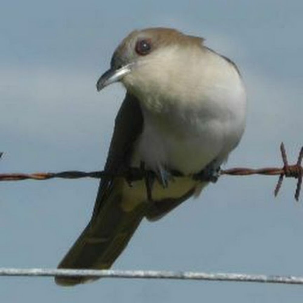 HantsBirder