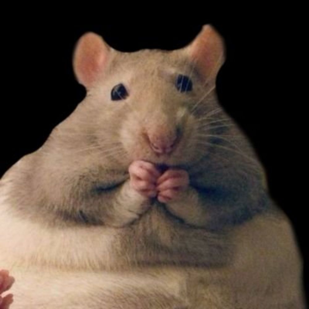 🐀–—𝐅olly.