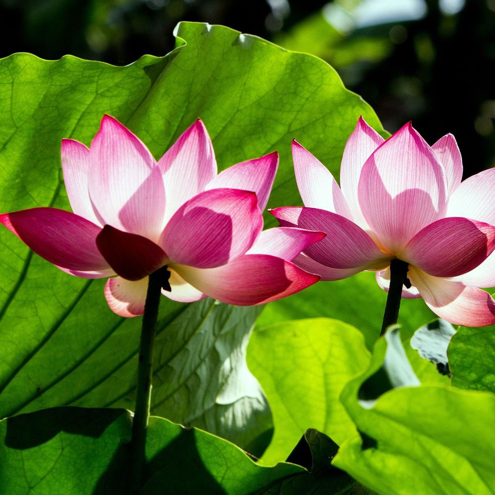 Allatum