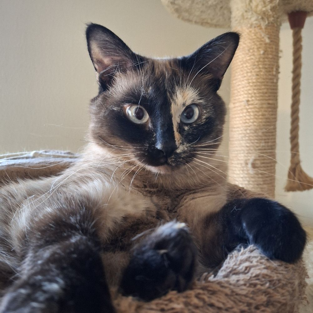 Mr. Fuzz, father of floofs.