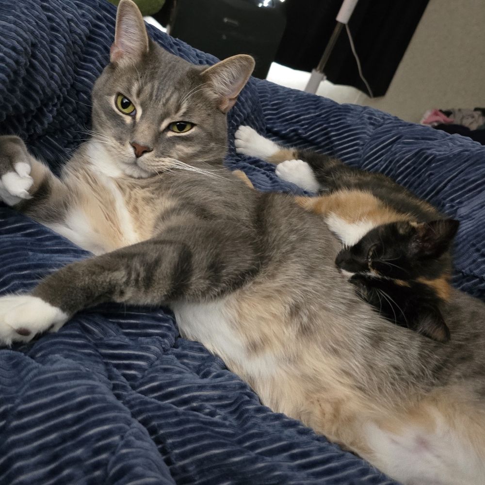Khaleesi & Choji