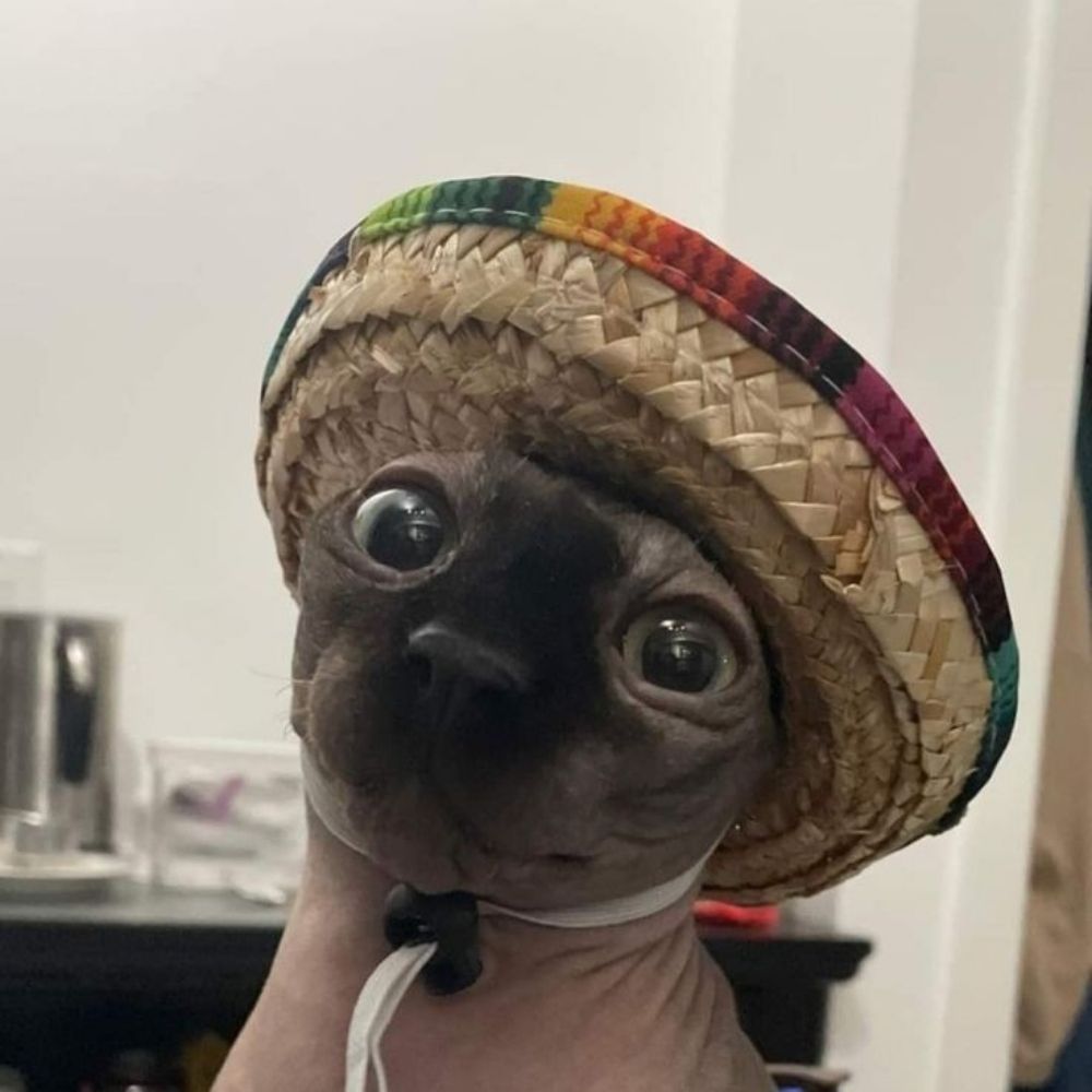 Todo dia um gato pra Bel