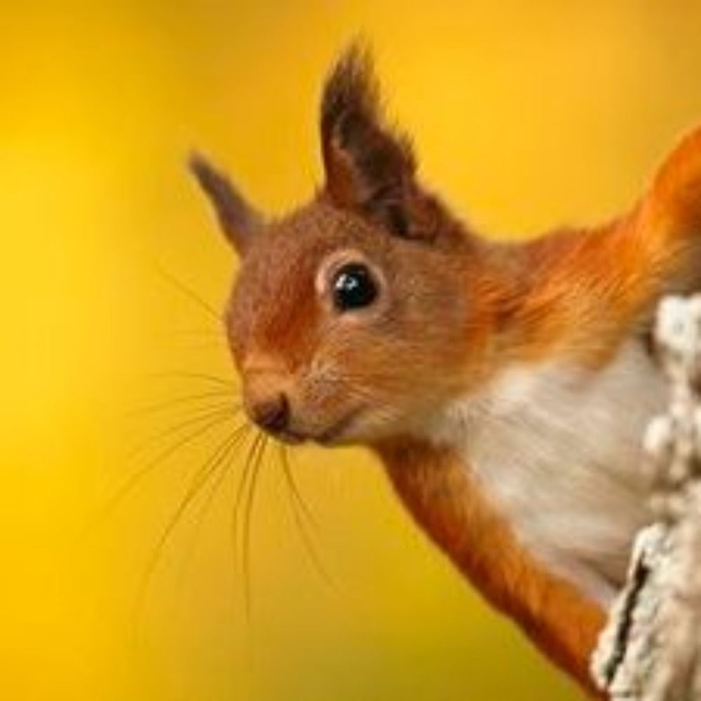 Schnelles Hörnchen