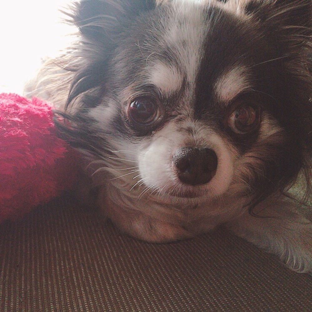 チワパピレオ