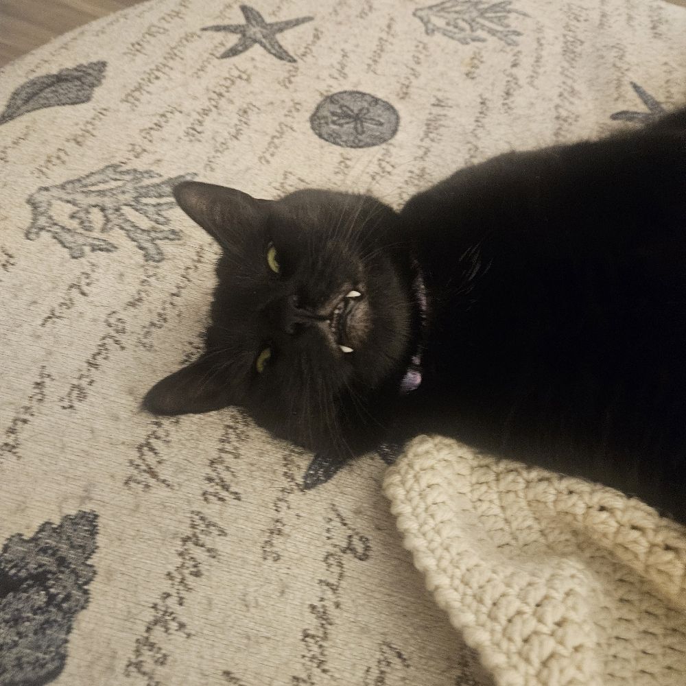The Black Cat Lady