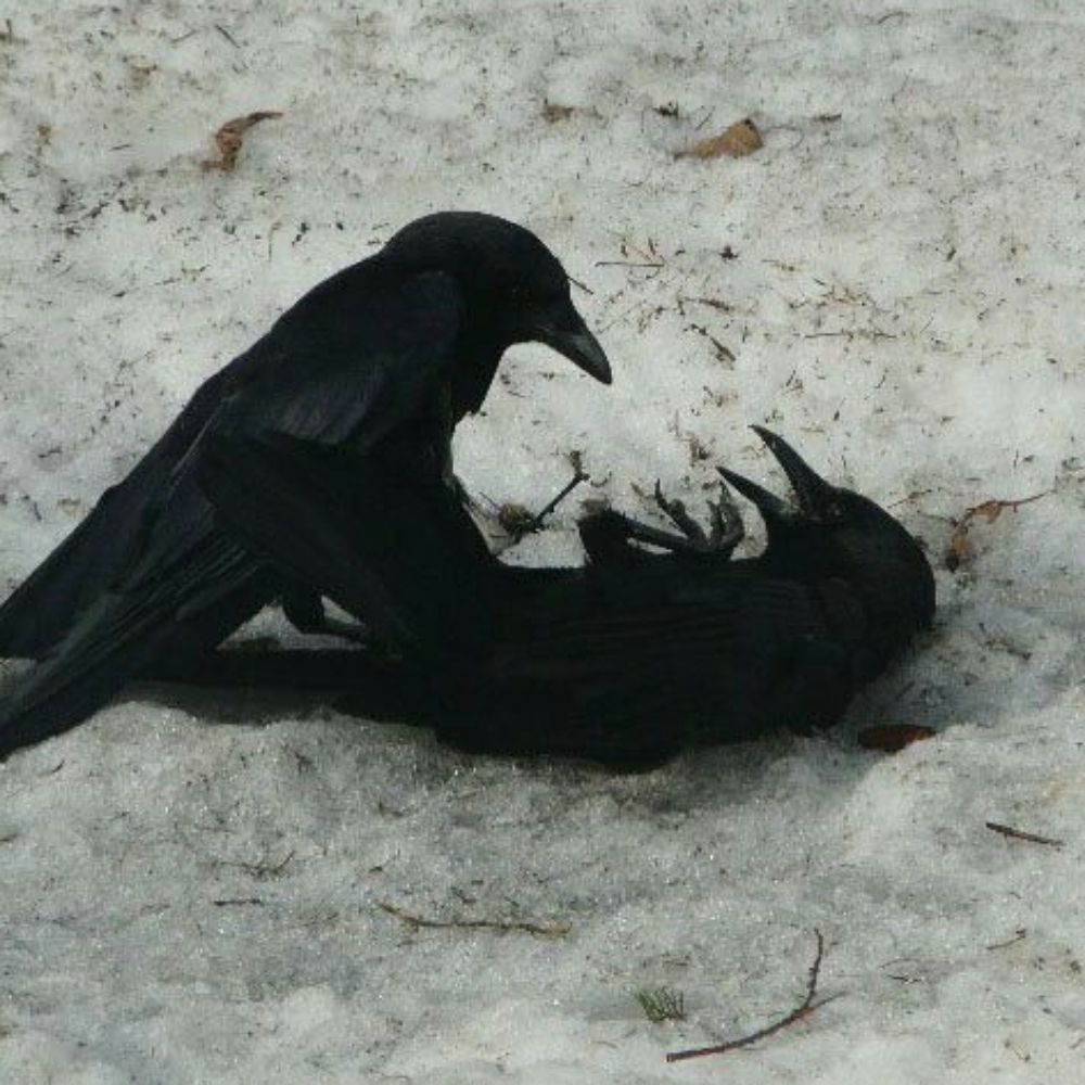 𝕻𝖗𝖔𝖒𝖎𝖘𝖊𝖉 𝕷𝖆𝖓𝖉