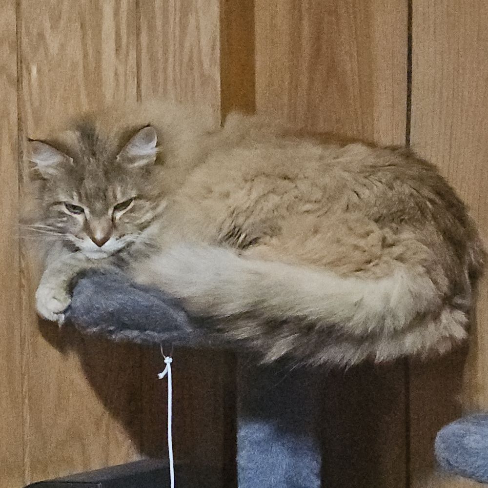 Cattman Morrigan