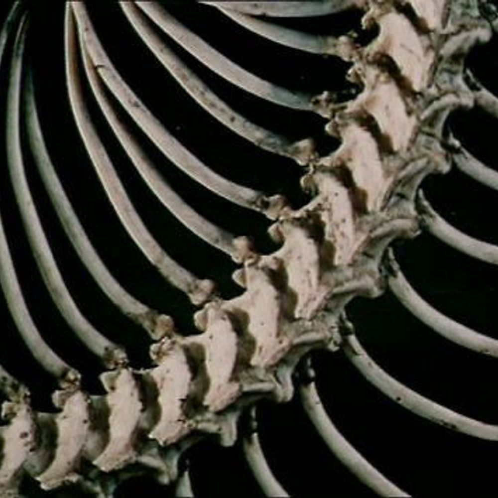 Cho-Cho-Skeleton