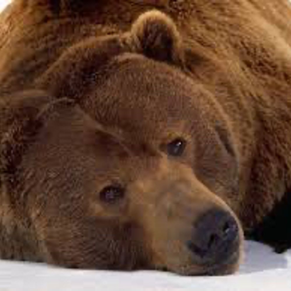 Southern Bear
