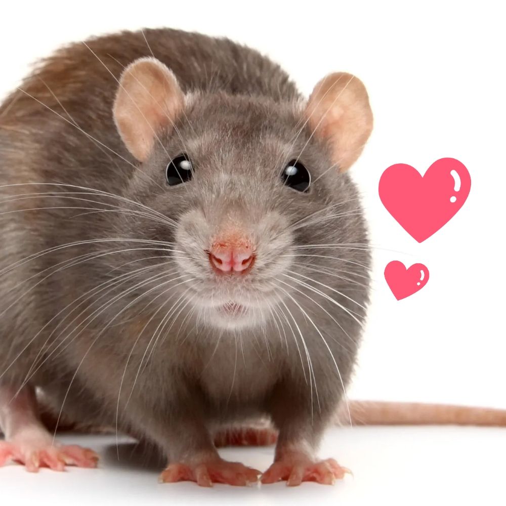Rat uncubed