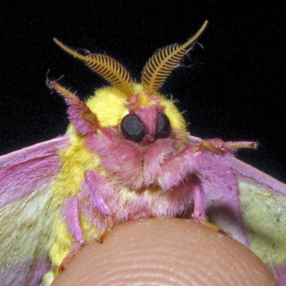 MothGoddess
