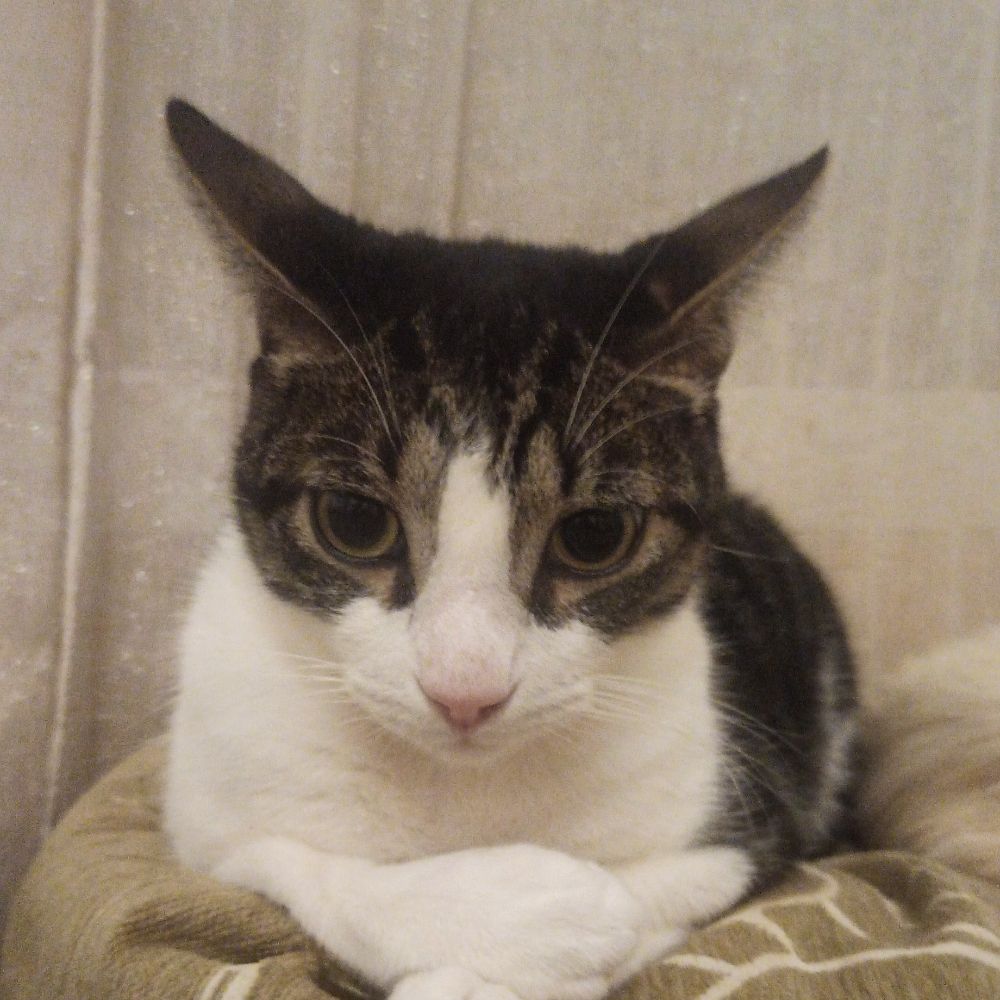 Sara 😺