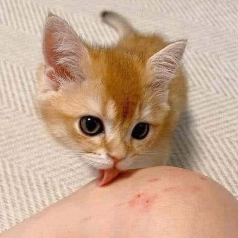 ꈍᴗꈍ