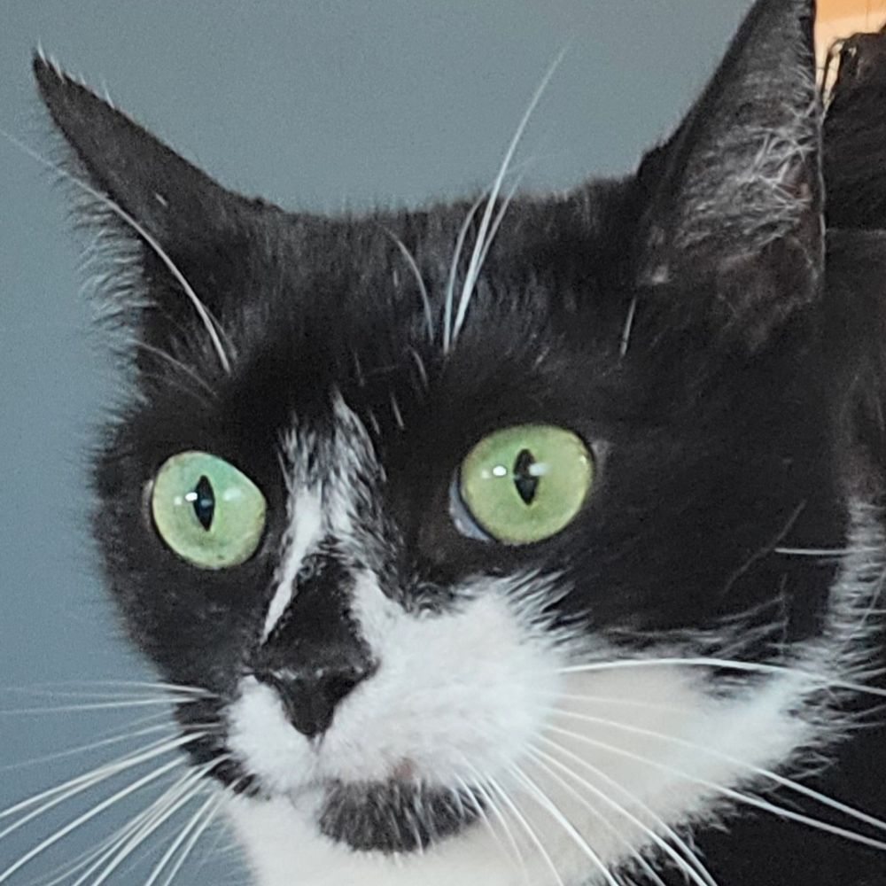 Meowser