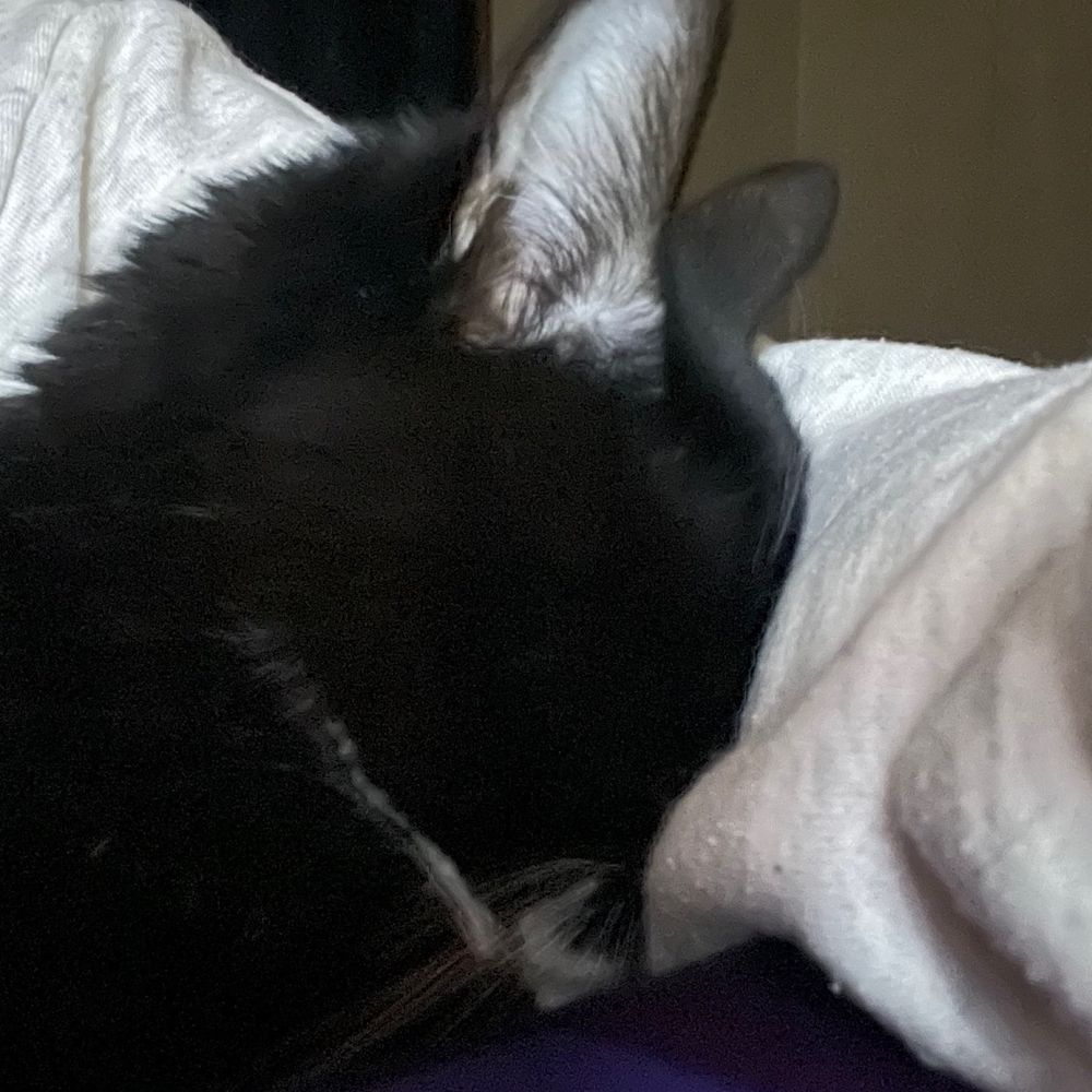 ねこのみや