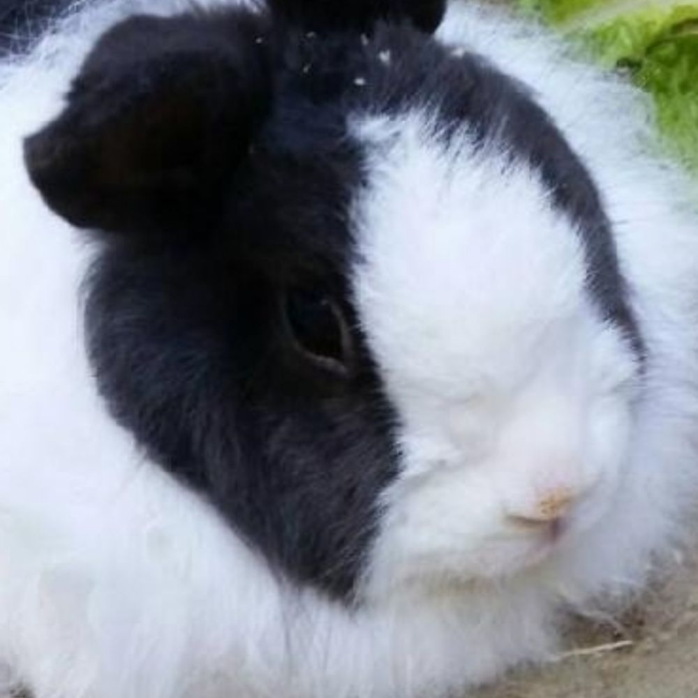 bunny 🐇