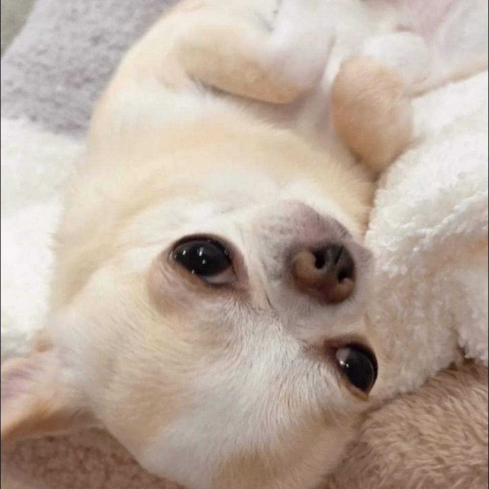 phantom-chihuahua