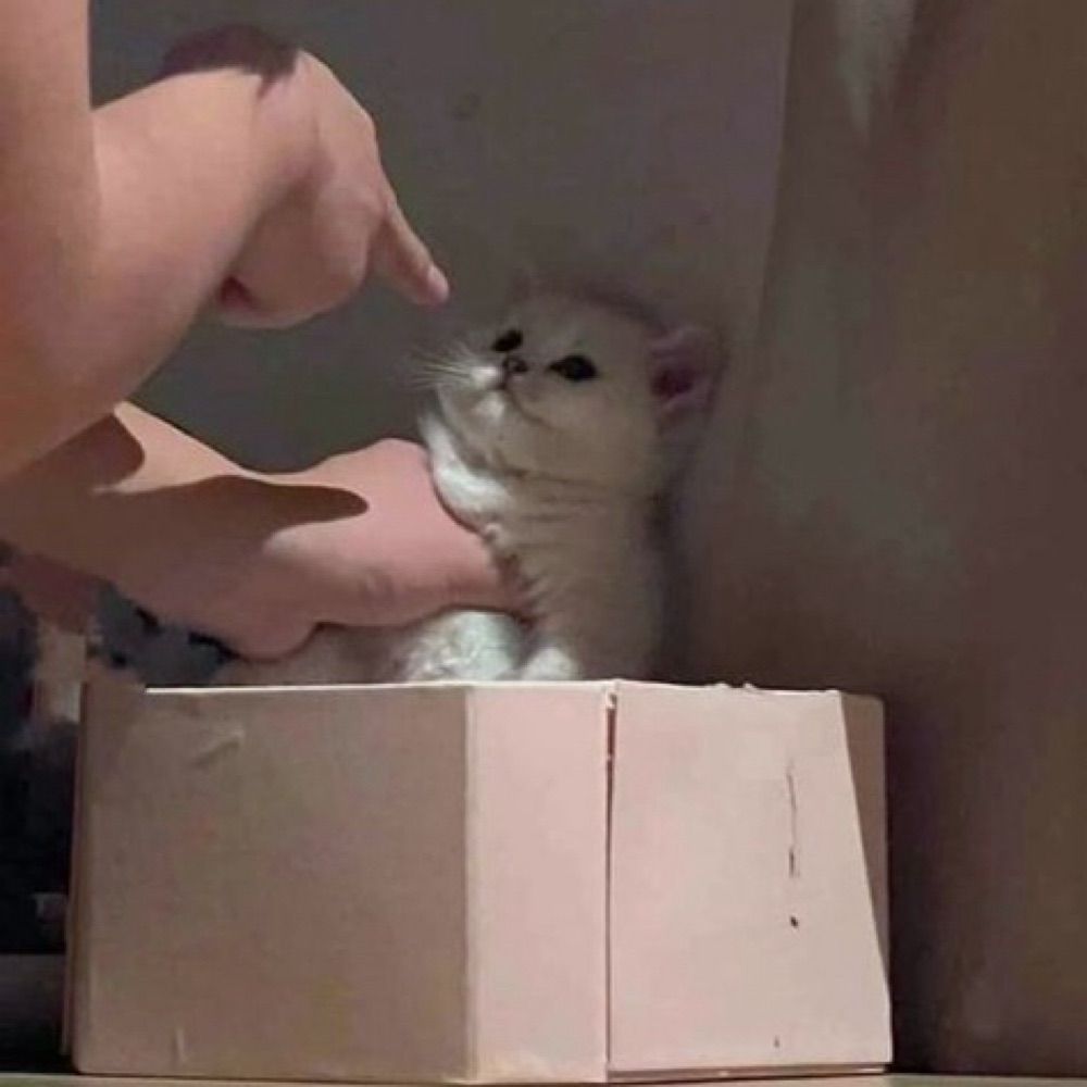 きゃぎゃみ