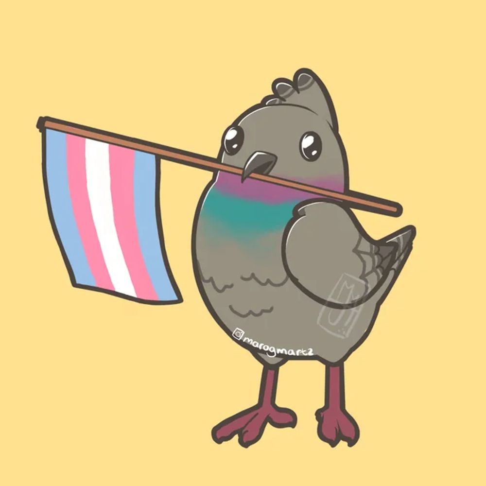 pigeon