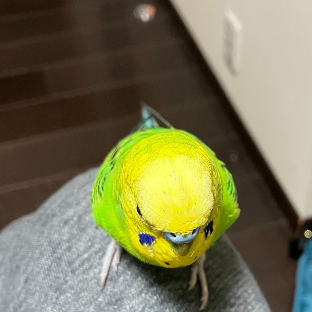 みなちゃぴ