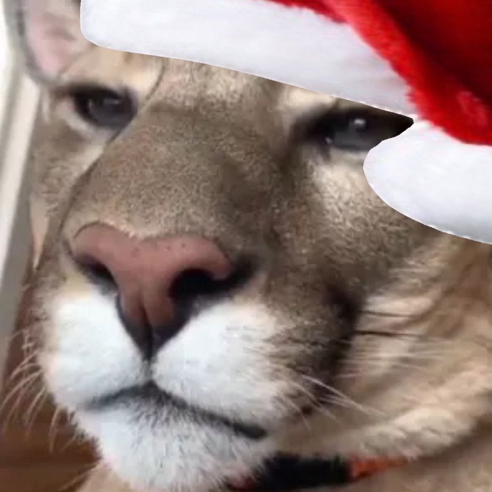 TheDirp