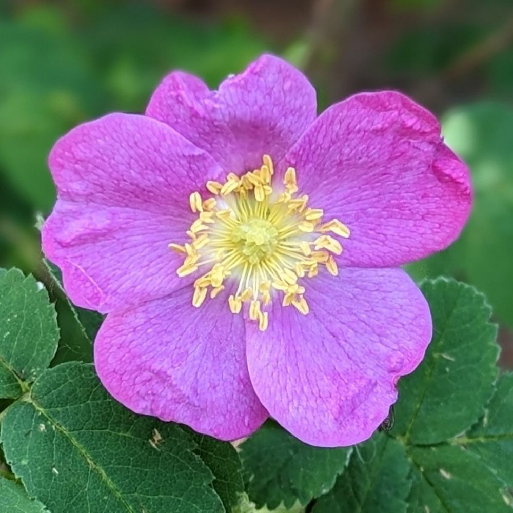 JennThistle