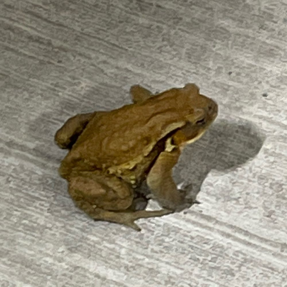 ばはむぅと