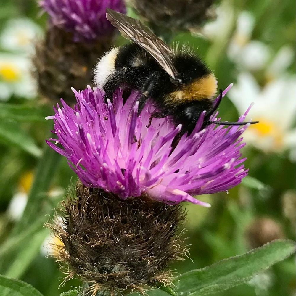 ThistleBee
