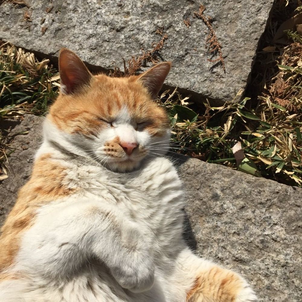おすしたべお