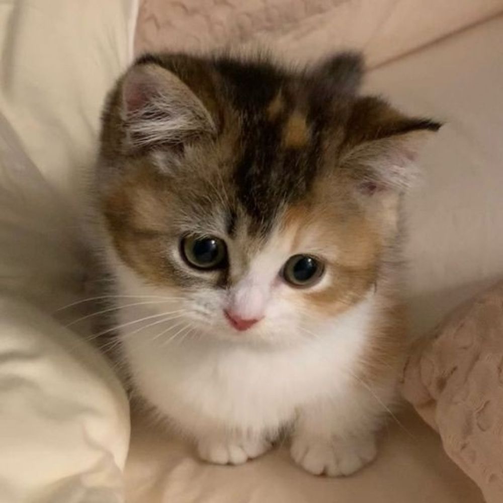 ⋆ Kitty ⋆