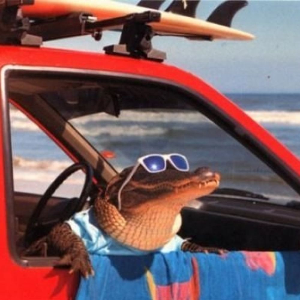 Cool Croc