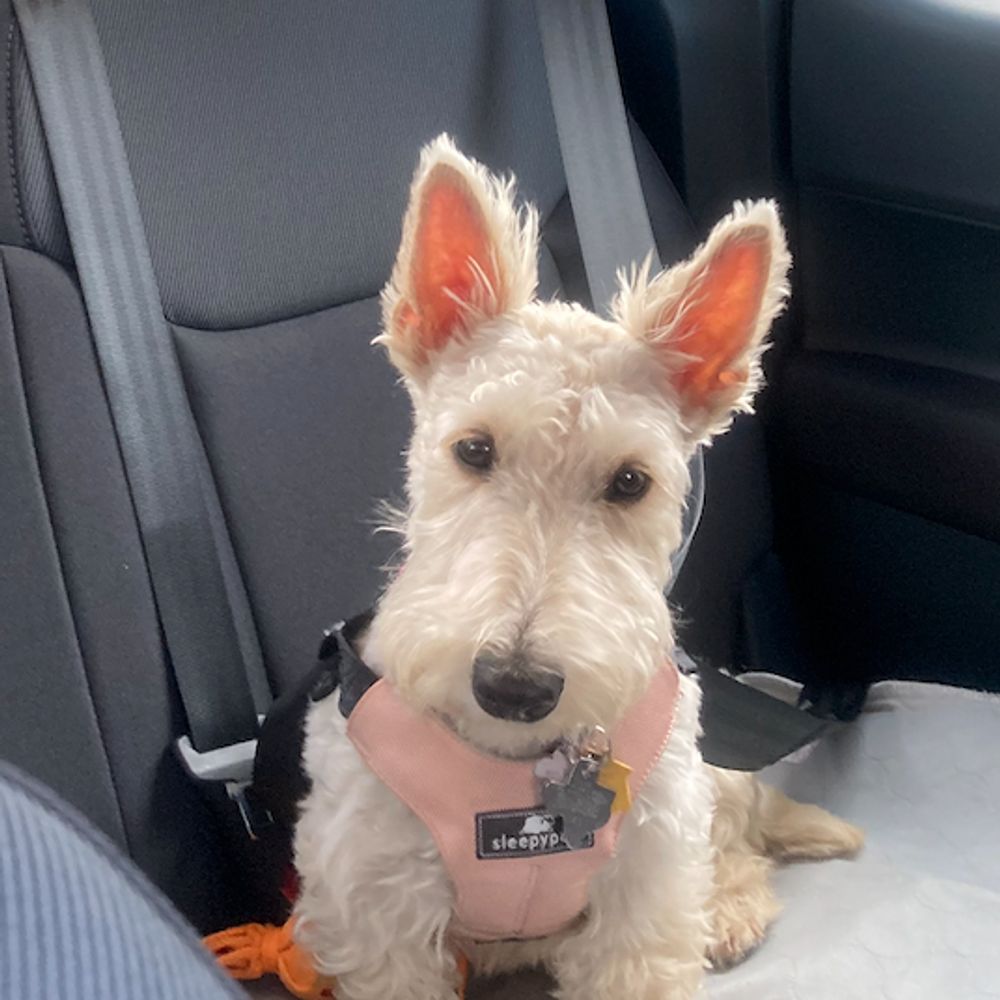 roscoe-j.bsky.social profile picture