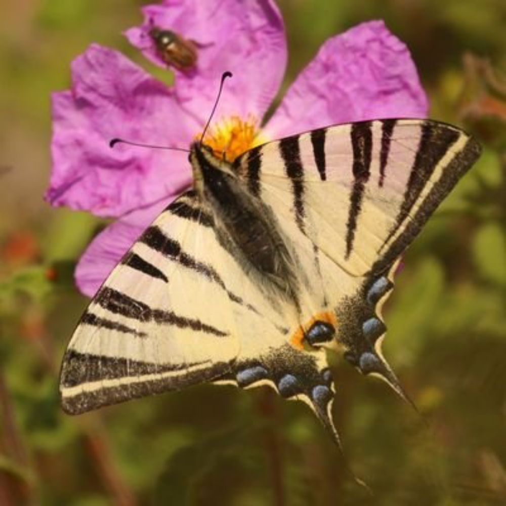 Wildlife Travel